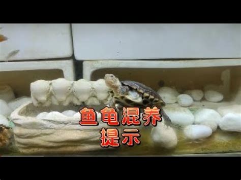 斑龜跟魚一起養